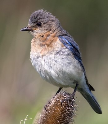 bluebird 18