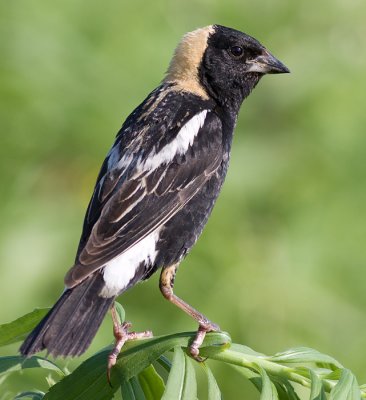 bobolink 13