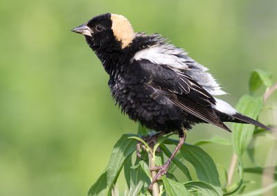 bobolink 14