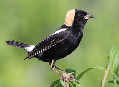 Bobolink - male