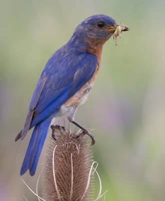 bluebird 20