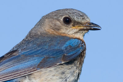 bluebird 24