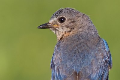 bluebird 28