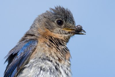 bluebird 29