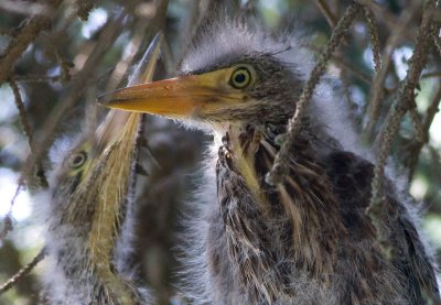 green heron chick