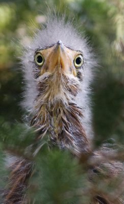 green heron chick 2