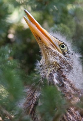 green heron chick 3