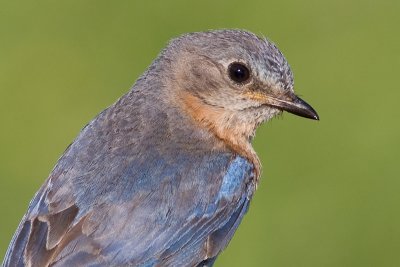bluebird 43