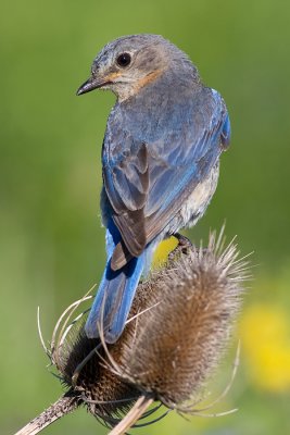 bluebird 44