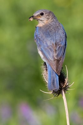 bluebird 49