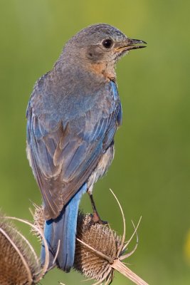 bluebird 51
