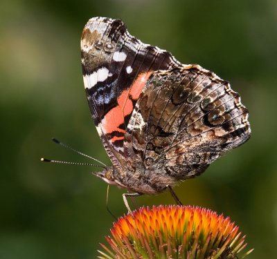 red admiral butterfly 2