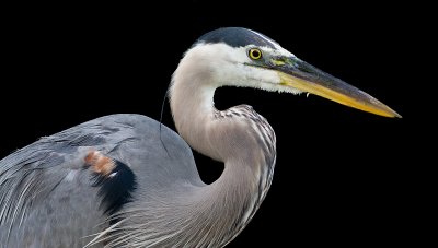 great blue heron 341