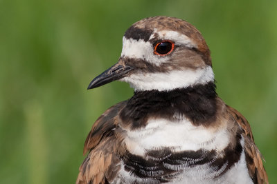 killdeer 78