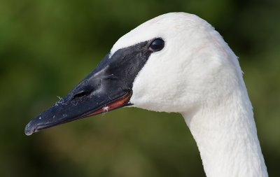 trumpeter swan 5