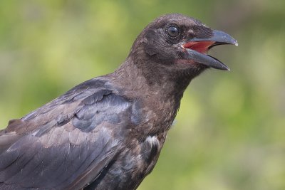 Crow - Juvenile