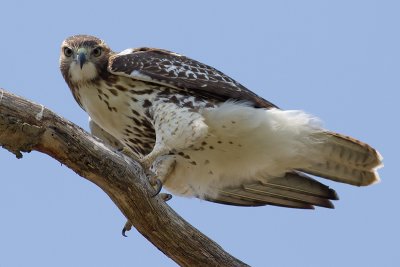 red tailed hawk 205