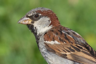 house sparrow 36