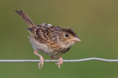 juvenile grasshopper sparrow 2