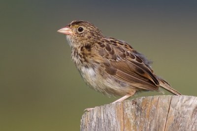 Grasshopper Sparrow - Juvenile