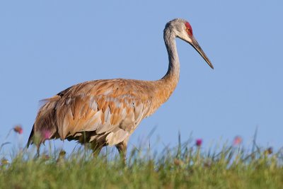 sandhill crane 74