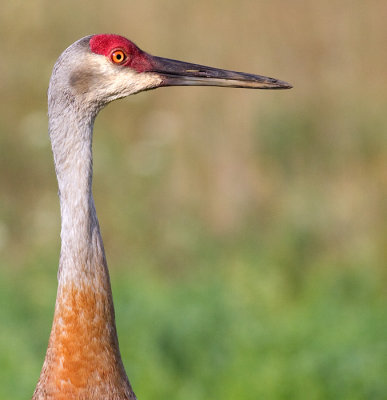 sandhill crane 81