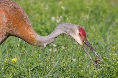 sandhill crane 83