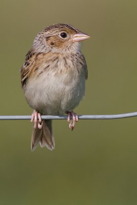 juvenile grasshopper sparrow 8