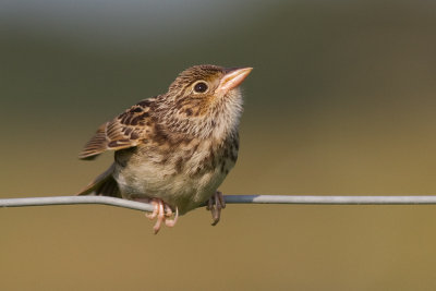juvenile grasshopper sparrow 11