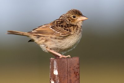 Grasshopper Sparrows