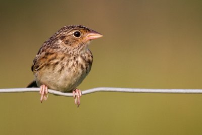 juvenile grasshopper sparrow 15