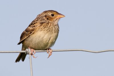 juvenile grasshopper sparrow 17