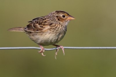 juvenile grasshopper sparrow 19