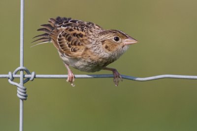 juvenile grasshopper sparrow 20