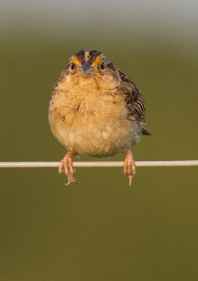 grasshopper sparrow 1