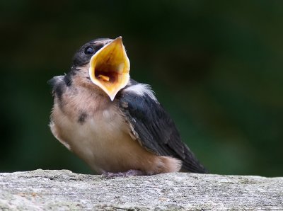 barn swallow fledgling 4