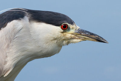 black-crowned night heron 190