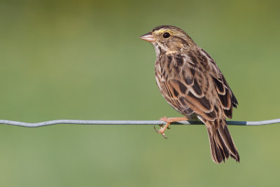 savannah sparrow 7
