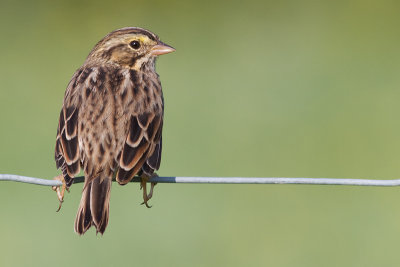 savannah sparrow 9