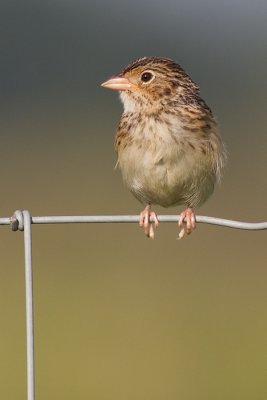 juvenile grasshopper sparrow 21