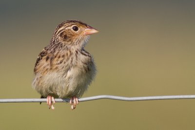 juvenile grasshopper sparrow 24