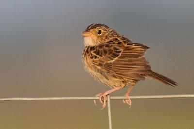 juvenile grasshopper sparrow 25