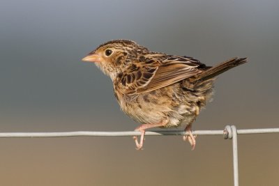 juvenile grasshopper sparrow 26