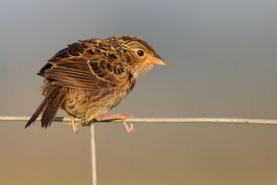 juvenile grasshopper sparrow 27