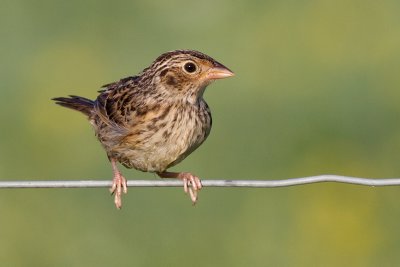 juvenile grasshopper sparrow 28