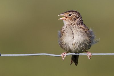 juvenile grasshopper sparrow 29