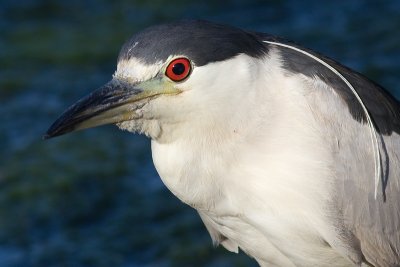 black-crowned night heron 192