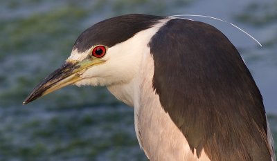 black-crowned night heron 195