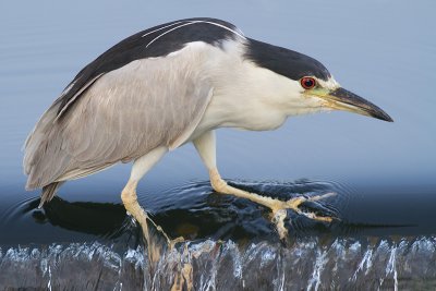 black-crowned night heron 196