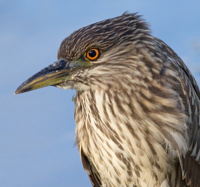 juvenile black-crowned night heron 368